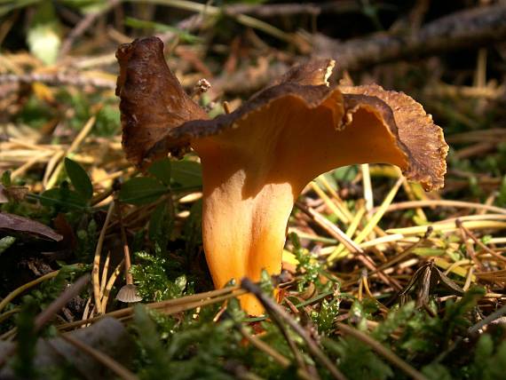 kuriatko žltohnedé Cantharellus lutescens Fr.