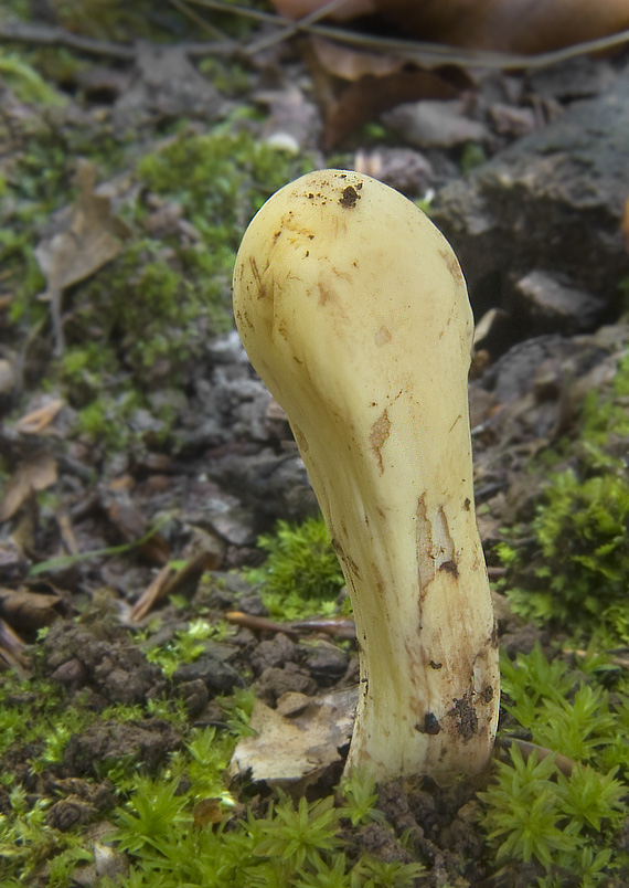 kyjak citrónovožltý Clavariadelphus flavoimmaturus R.H. Petersen