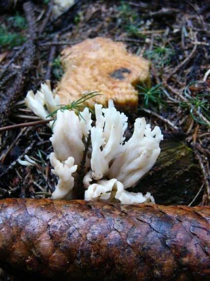 konárovka hrebenitá Clavulina coralloides (L.) J. Schröt.