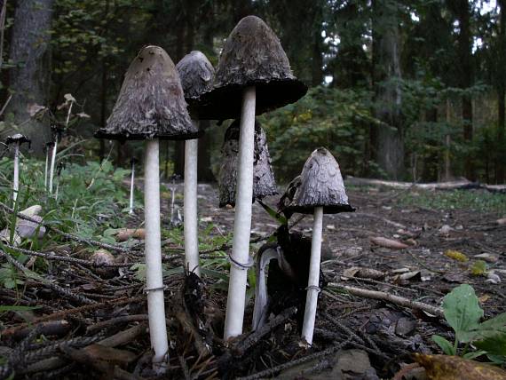 hnojník obyčajný Coprinus comatus (O.F. Müll.) Pers.