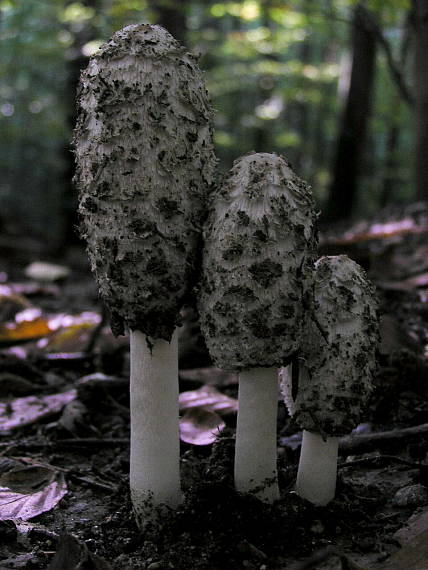 hnojník Coprinus sp.