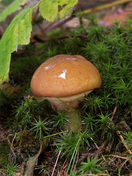 pavučinovec mazľavý Cortinarius trivialis J.E. Lange