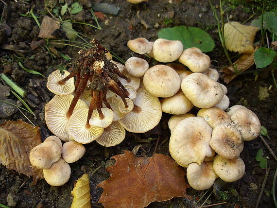 peniazovka červenohlúbiková Gymnopus erythropus (Pers.) Antonín, Halling & Noordel.