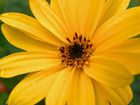 slnečnica hľuznatá Helianthus tuberosus L.