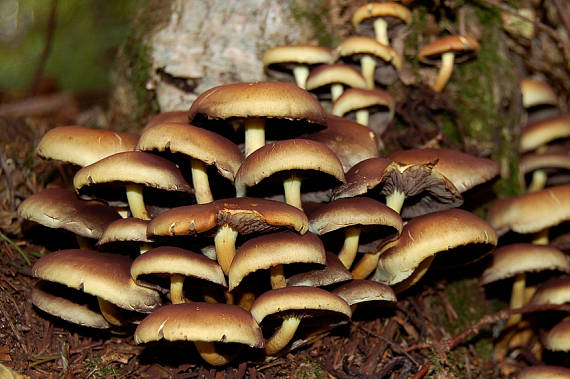 strapcovka maková Hypholoma capnoides (Fr.) P. Kumm.