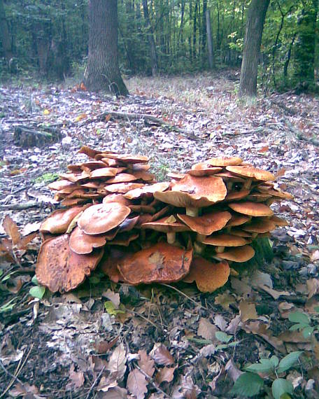 strapcovka tehlovočervená Hypholoma lateritium (Schaeff.) P. Kumm.