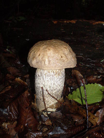 kozák brezový Leccinum scabrum (Bull.) Gray