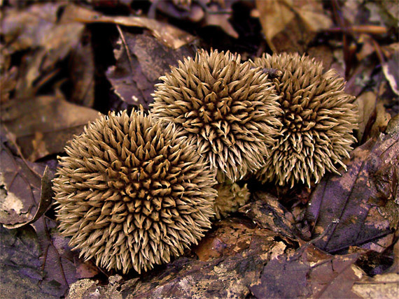 prášnica pichliačová Lycoperdon echinatum Pers.