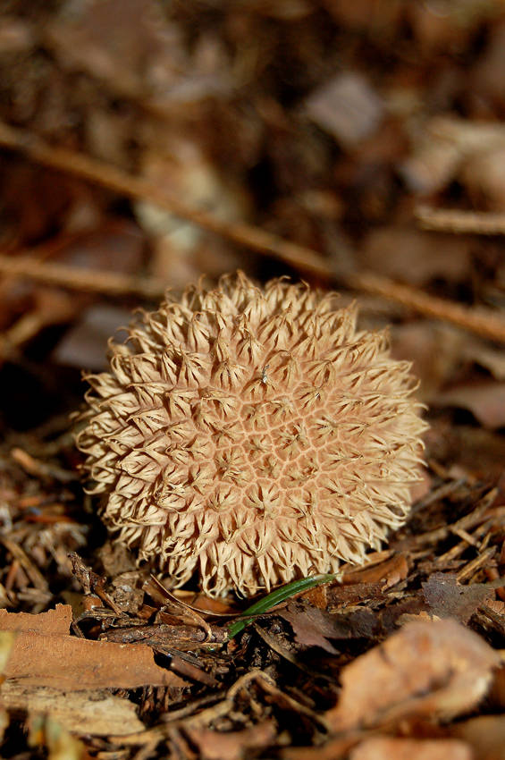 prášnica pichliačová Lycoperdon echinatum Pers.