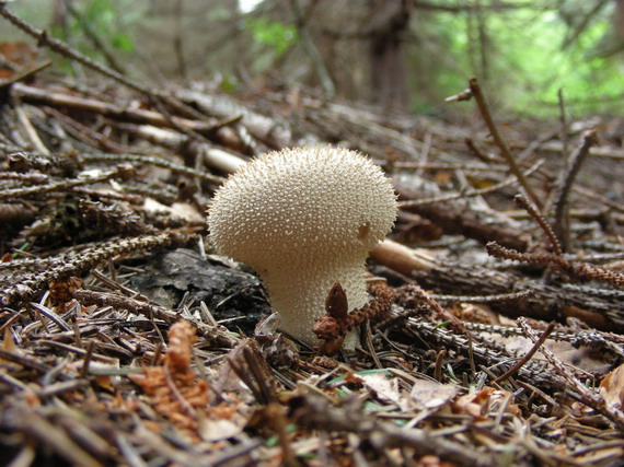 prášnica bradavičnatá Lycoperdon perlatum Pers.