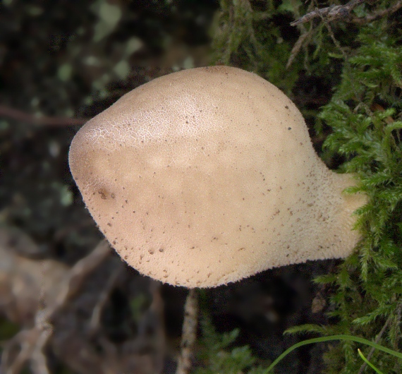 prášnica hruškovitá Lycoperdon pyriforme Schaeff.