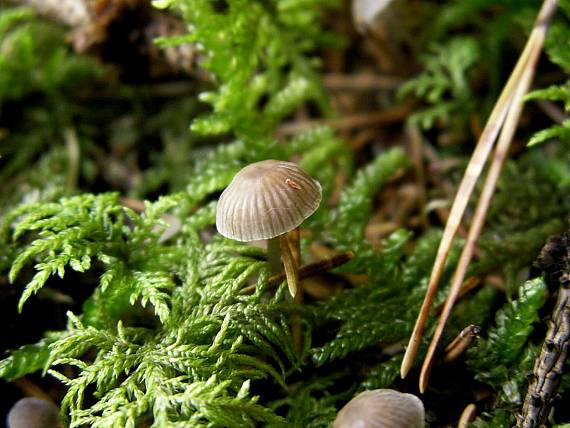 prilbička Mycena sp.