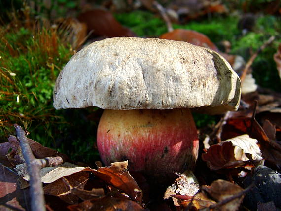 hríb satanský Rubroboletus satanas f. satanas (Lenz) Kuan Zhao & Zhu L. Yang