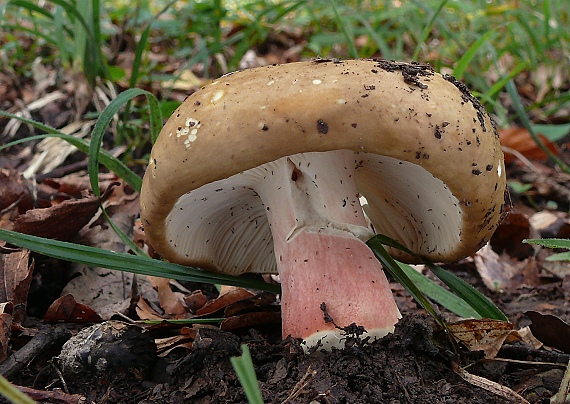 plávka Russula sp.