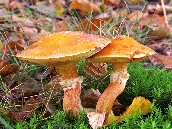 masliak smrekovcový Suillus grevillei (Klotzsch) Singer