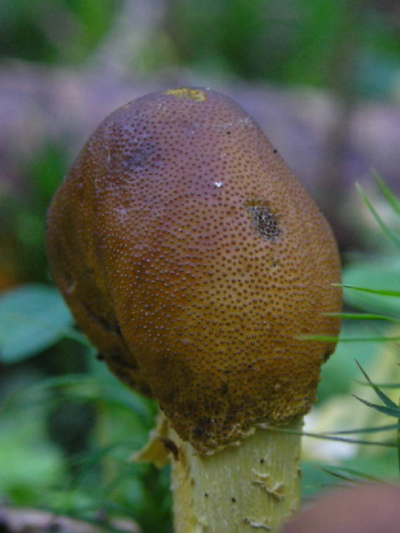 žezlovka hlavičkatá Tolypocladium capitatum (Holmsk.) Quandt, Kepler & Spatafora