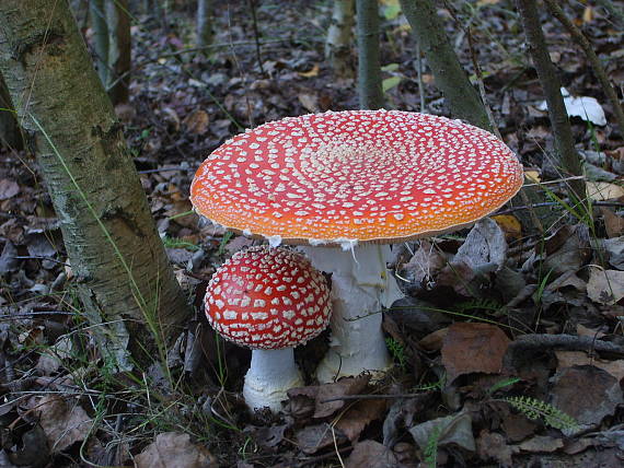 muchotrávka červená amanita muscaria (L.) Lam.