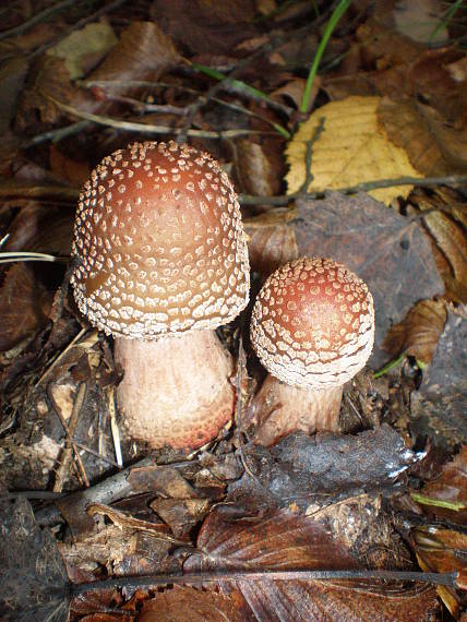 muchotrávka ružovkastá amanita rubescens Pers.