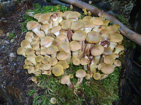 podpnovka medova armillaria mellea (Vahl) P. Kumm.