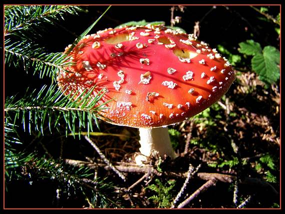 muchotrávka červená Amanita muscaria (L.) Lam.