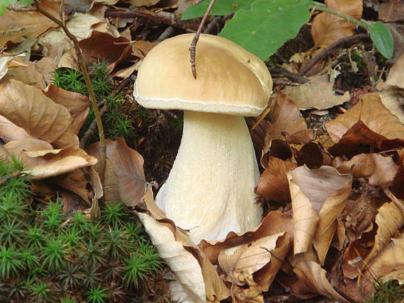 hríb smrekový Boletus edulis Bull.