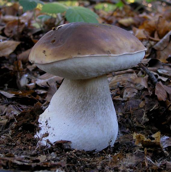 hríb smrekový Boletus edulis Bull.