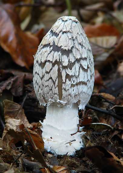 hnojník strakatý Coprinopsis picacea (Bull.) Redhead, Vilgalys & Moncalvo