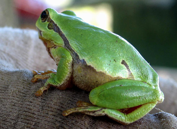 rosnička zelená Hyla arborea