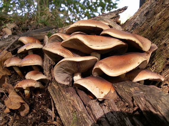 strapcovka tehlovočervená Hypholoma lateritium (Schaeff.) P. Kumm.