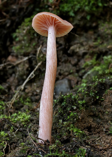 lakovka Laccaria sp.