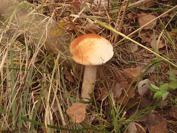 kozák osikový Leccinum albostipitatum den Bakker & Noordel.