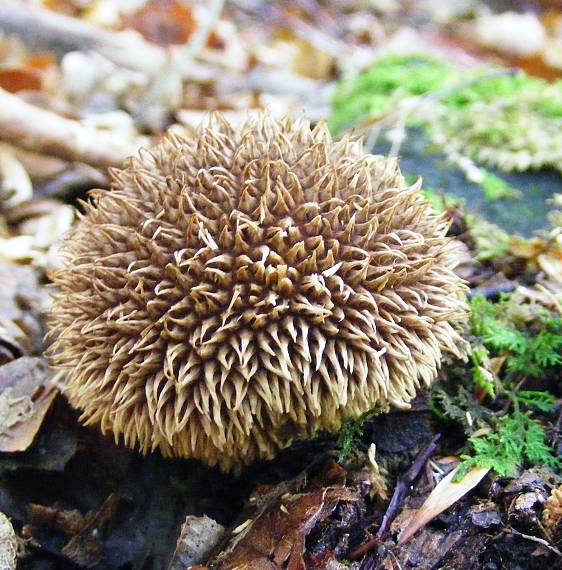 prášnica ježatá Lycoperdon echinatum Pers.