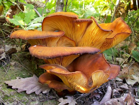 kališník hnedooranžový Omphalotus olearius (DC.) Singer