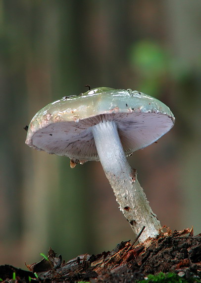 golierovka zelenomodrá Stropharia caerulea Kreisel