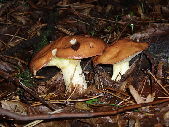 masliak zrnitý Suillus granulatus (L.) Roussel