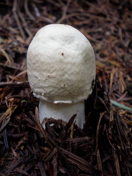 pečiarka ovčia Agaricus arvensis Schaeff.