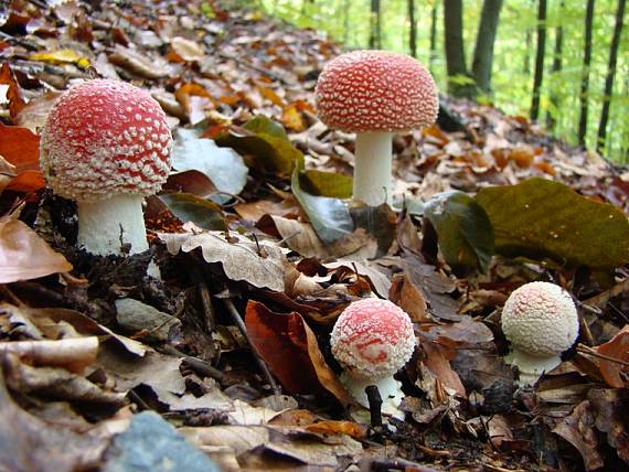 muchotrávka červená Amanita muscaria (L.) Lam.