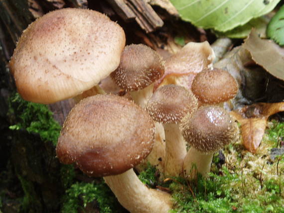 podpňovka obyčajná Armillaria mellea (Vahl) P. Kumm.