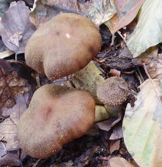 podpňovka obyčajná Armillaria mellea (Vahl) P. Kumm.