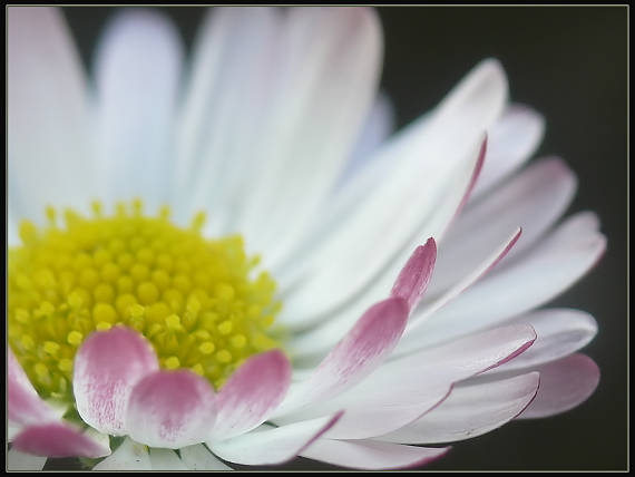 sedmokráska obyčajná Bellis perennis L.