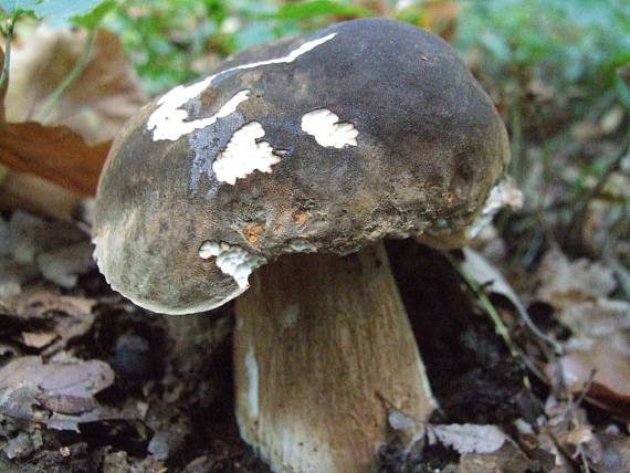 hríb bronzový Boletus aereus Bull. ex Fr.