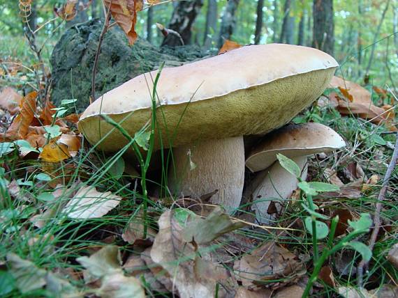 hríb smrekový Boletus edulis Bull. ex Fr.