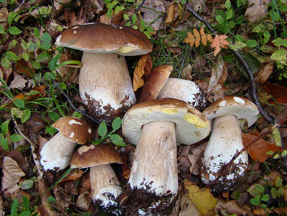 hríby smrekové Boletus edulis Bull. ex Fr.