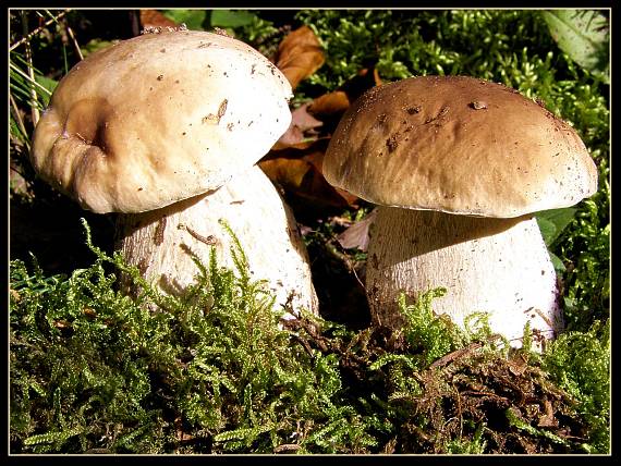 hríb smrekový Boletus edulis Bull.