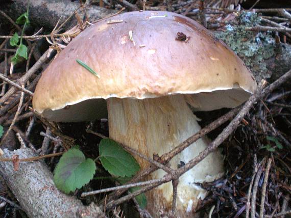 hríb smrekový Boletus edulis Bull.