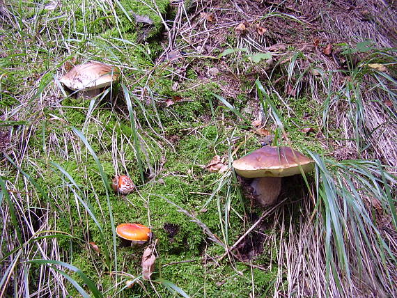 hríb smrekový Boletus edulis Bull.