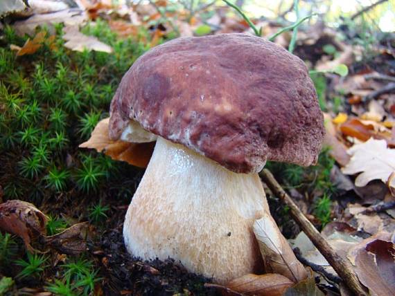 hríb sosnový Boletus pinophilus Pil. et Dermek in Pil.