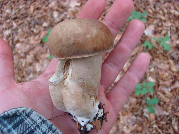 hríb dubový Boletus reticulatus Schaeff.