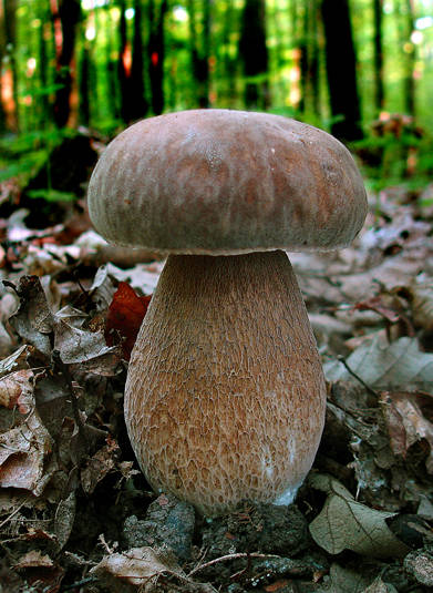 hríb dubový Boletus reticulatus Schaeff.