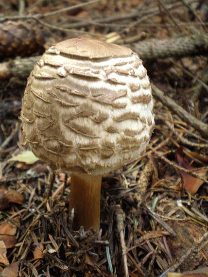 bedľa červenejúca Chlorophyllum rachodes (Vittad.) Vellinga